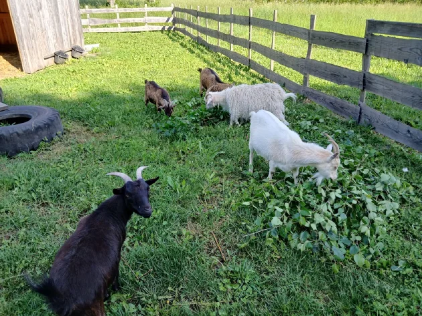 Camping des Tourbières