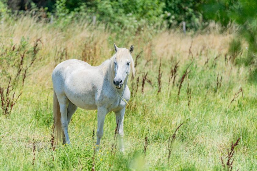 Le Domaine de Massereau