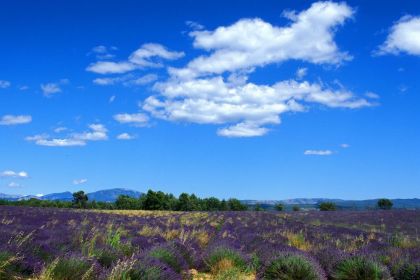Champ de lavande