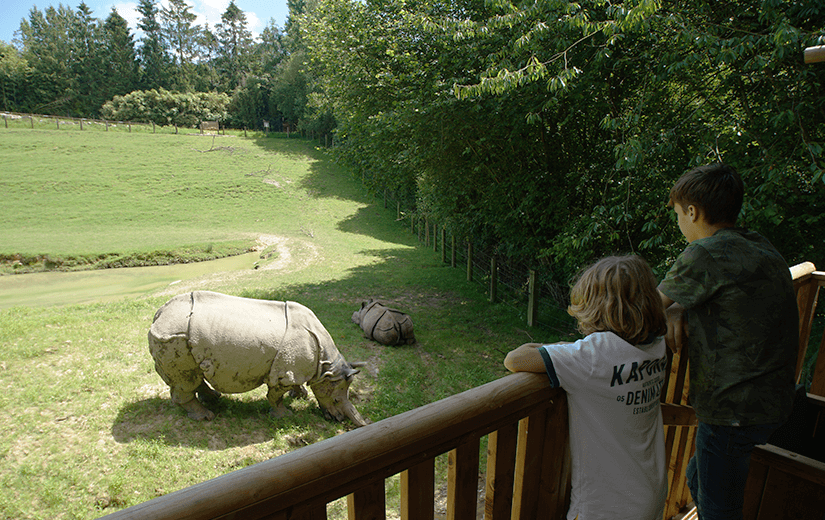 vue sur les rhinoc&eacute;ros depuis la tente